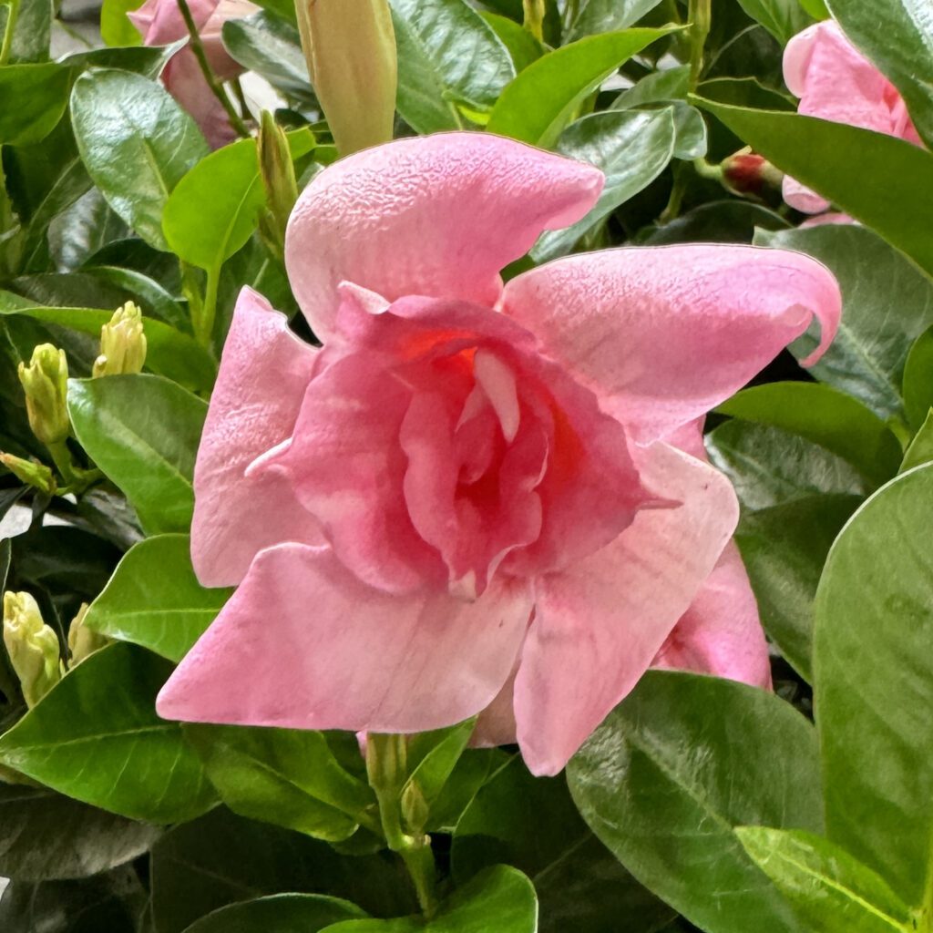 SUN PARASOL® XP Double Pink Blush Mandevilla