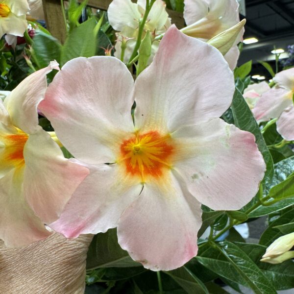 SUN PARASOL® Giant Peach Sunrise Mandevilla