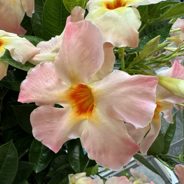 SUN PARASOL® Giant Peach Sunrise Mandevilla
