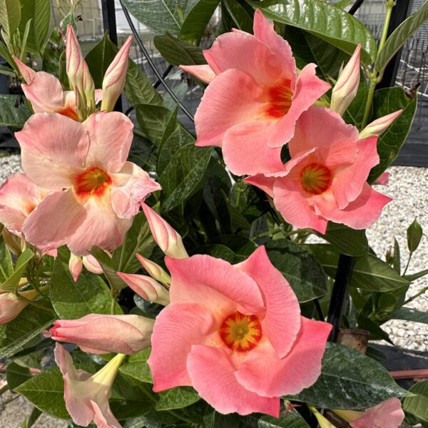 SUN PARASOL® Giant Peach Sunrise Mandevilla