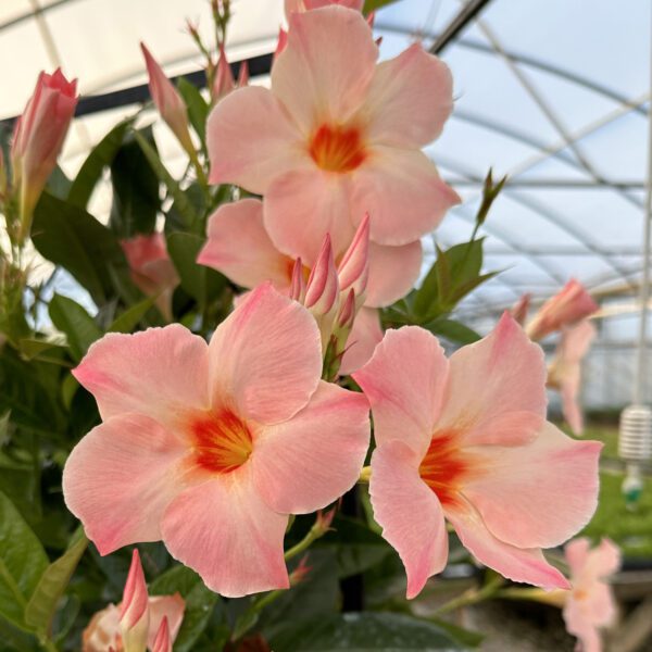 SUN PARASOL® Giant Peach Sunrise Mandevilla