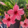 SUN PARASOL® XP Mauvelous Mandevilla