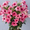SUN PARASOL® XP Mauvelous Mandevilla