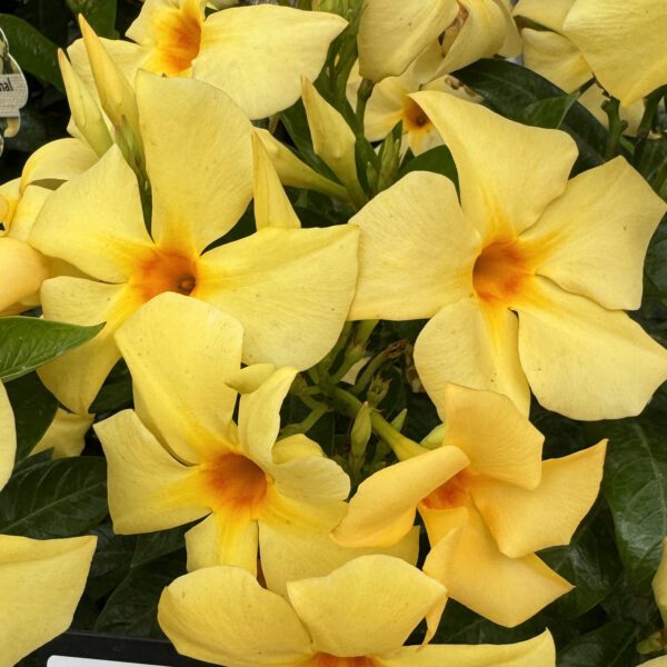 SUN PARASOL® XP Sunbeam Mandevilla