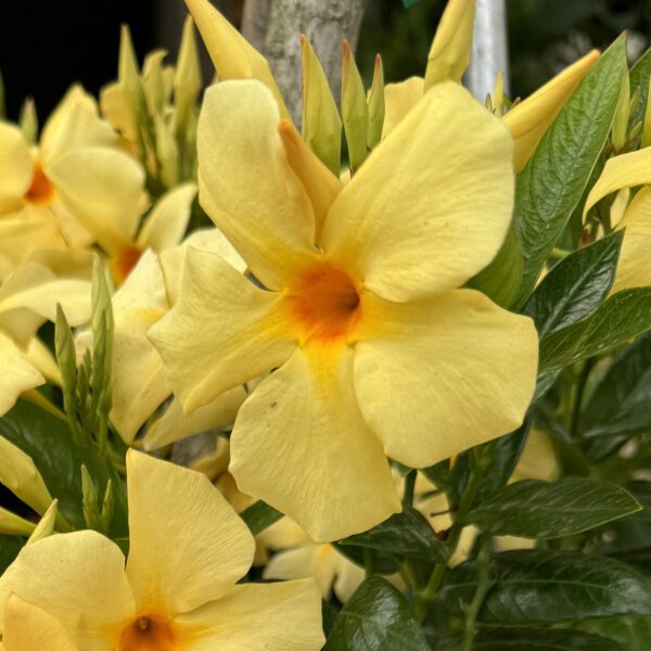 SUN PARASOL® XP Sunbeam Mandevilla - Image 2