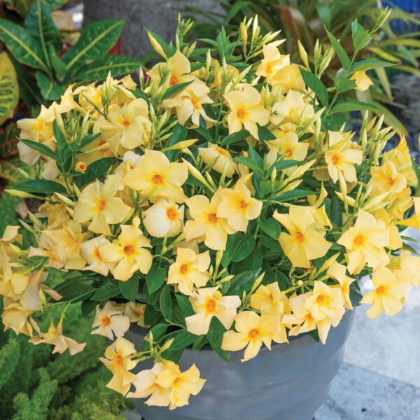 SUN PARASOL® XP Sunbeam Mandevilla - Image 4