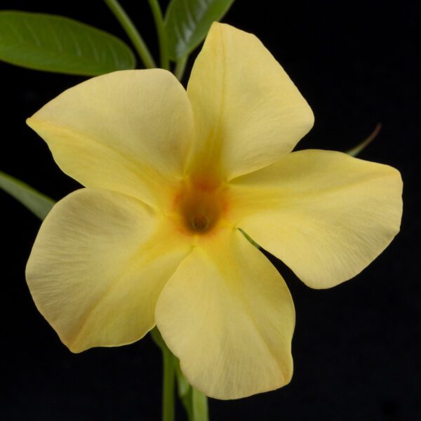 SUN PARASOL® XP Sunbeam Mandevilla - Image 5
