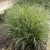 Miscanthus 'Bandwidth'