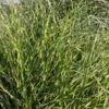 Miscanthus 'Bandwidth'