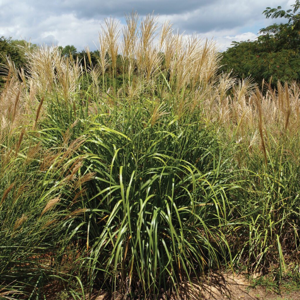 Miscanthus My Fair Maiden™