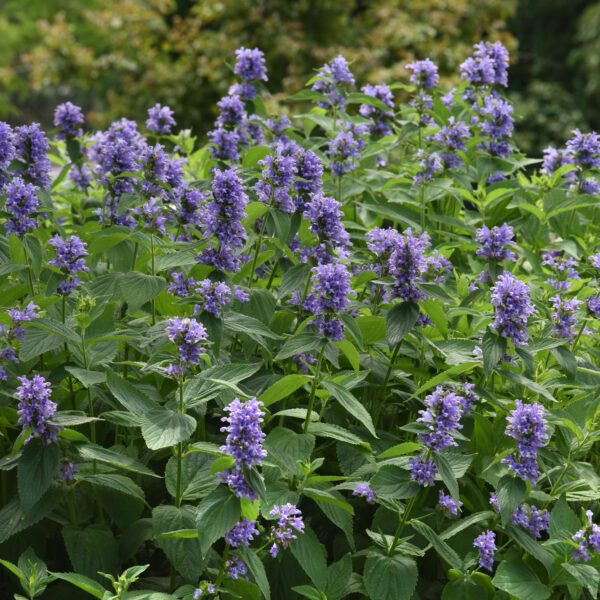 Prelude™ Blue Nepeta