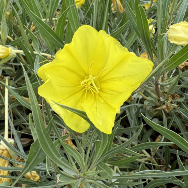 Oenothera 'Evening Sun' - Image 3