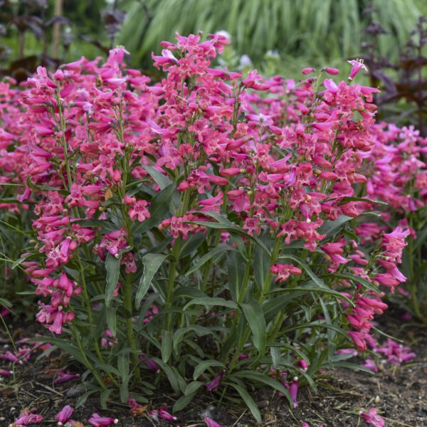 BEJEWELED™ ‘Pink Pearls’ Penstemon