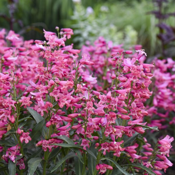 BEJEWELED™ ‘Pink Pearls’ Penstemon