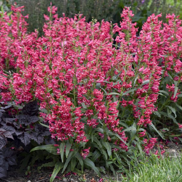 BEJEWELED™ ‘Rose Rhinestones’ Penstemon