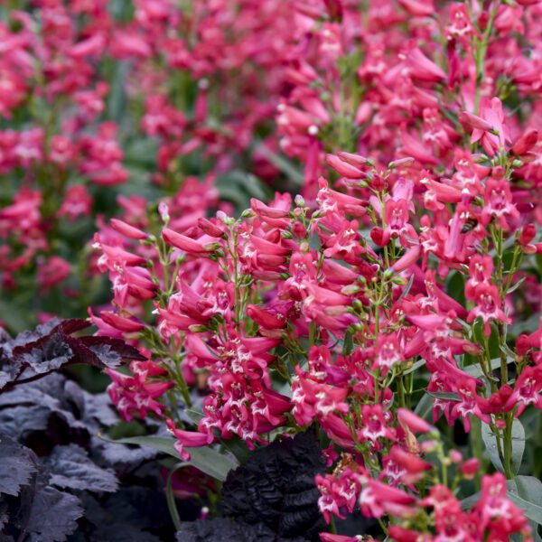 BEJEWELED™ ‘Rose Rhinestones’ Penstemon
