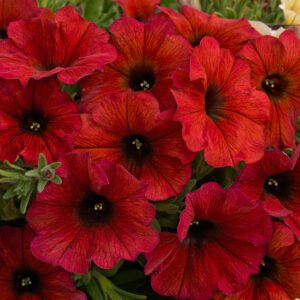 SuperCal® Premium Bordeaux Petchoa