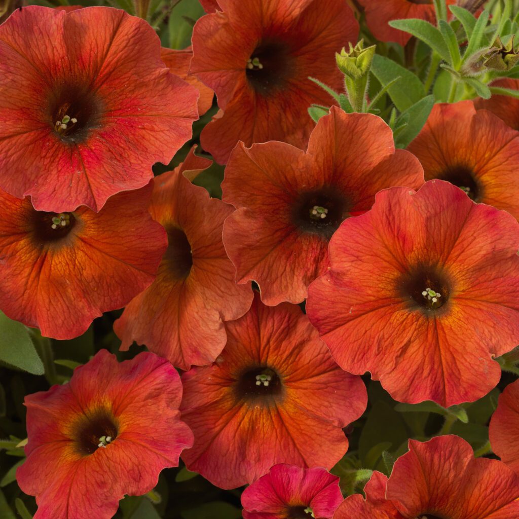 SuperCal® Premium Cinnamon Petchoa