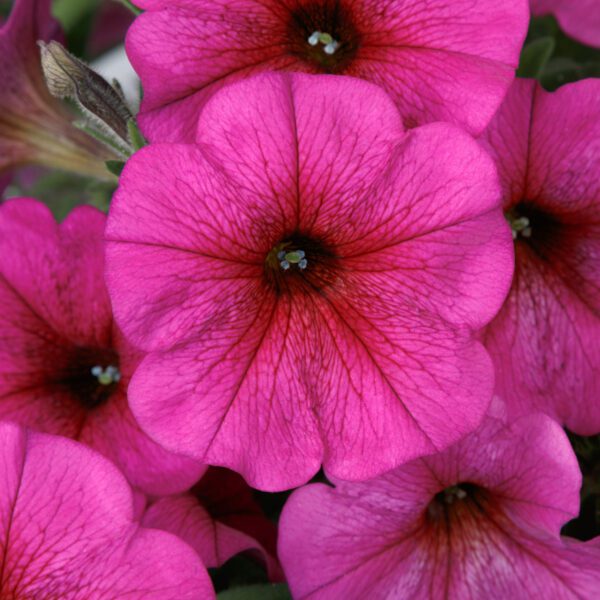SuperCal® Premium Purple Dawn Petchoa