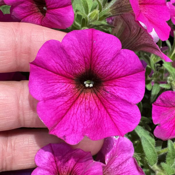 SuperCal® Premium Purple Dawn Petchoa