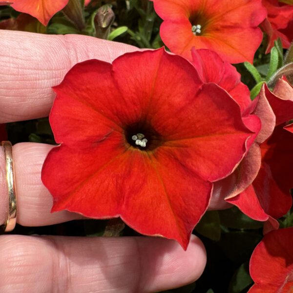 SuperCal® Premium Red Maple Petchoa