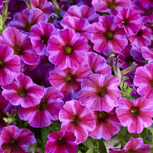 SuperCal® Premium Rose Star Petchoa