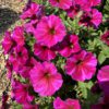 SuperCal® Premium Rose Star Petchoa