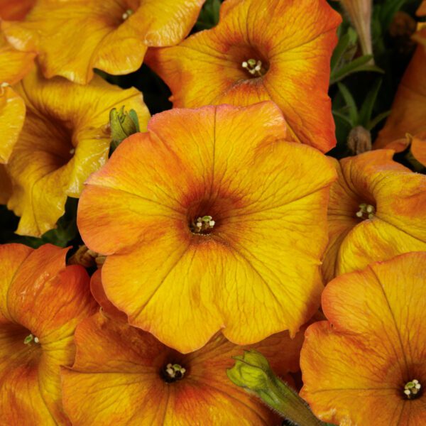 SuperCal® Premium Sunset Orange Petchoa