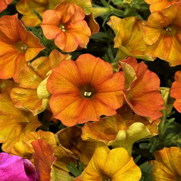 SuperCal® Premium Sunset Orange Petchoa - Image 4