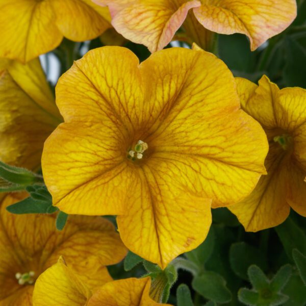 SuperCal® Premium Yellow Sun Petchoa