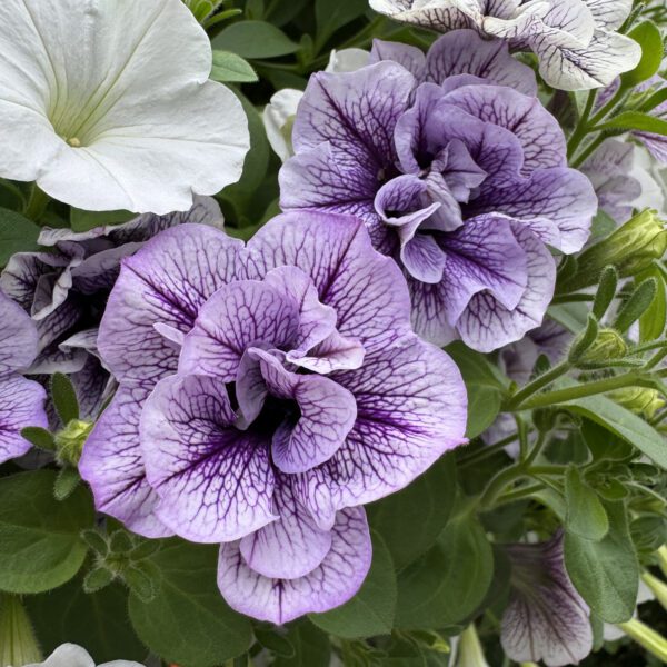 SUPERTUNIA® PRISCILLA® Petunia - Image 8