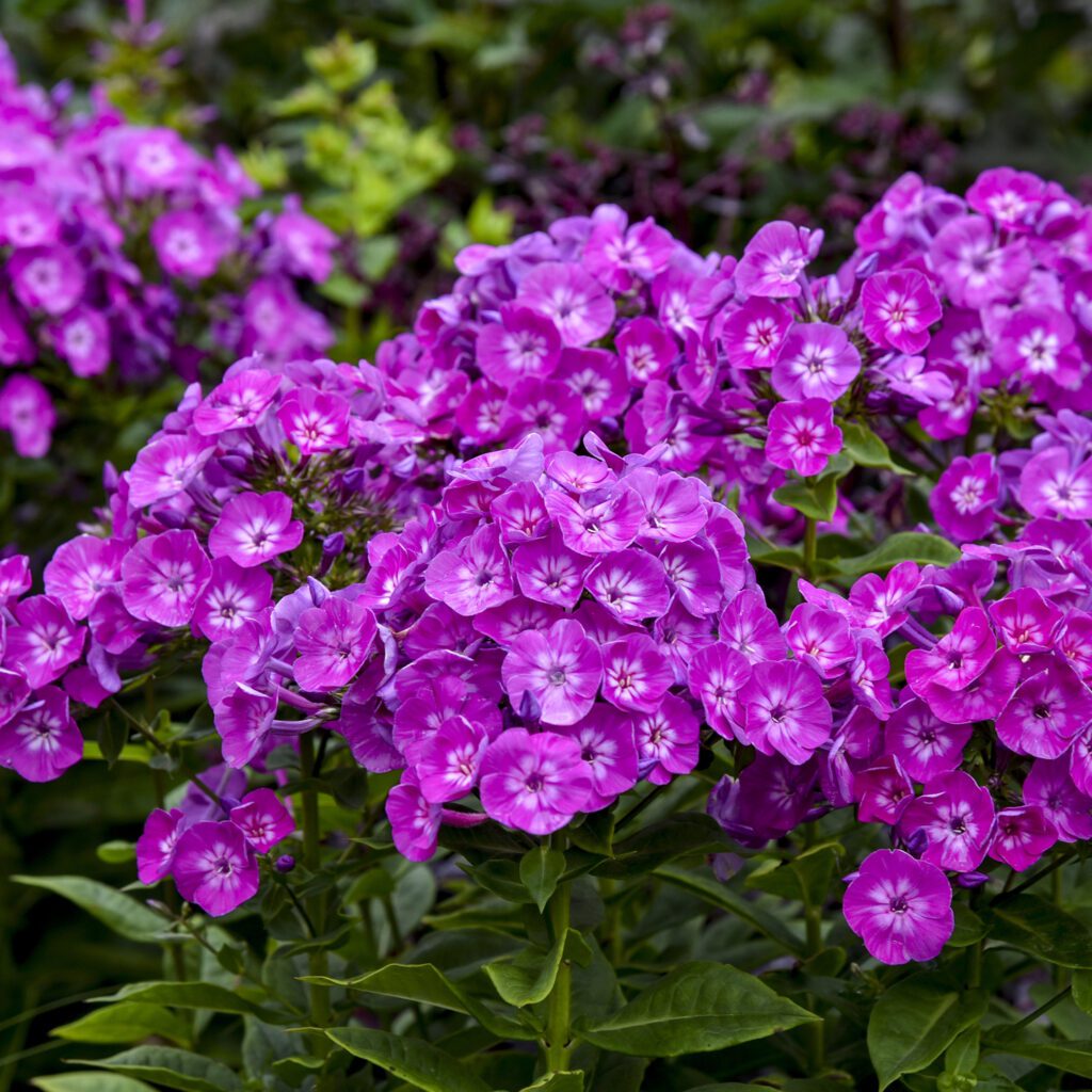 GARDEN GIRLS® 'Dream Girl' Phlox