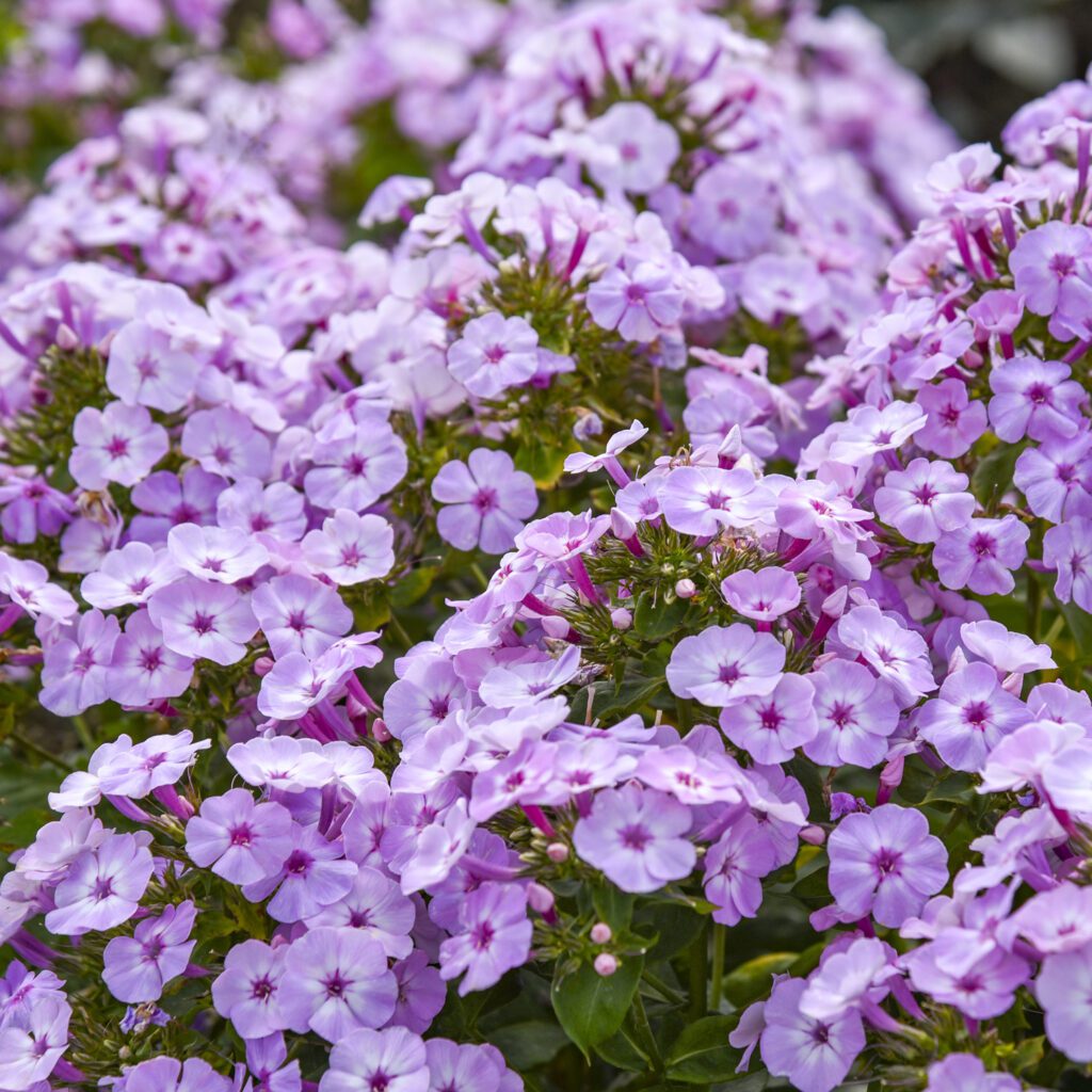 GARDEN GIRLS® 'Fancy Girl' Phlox