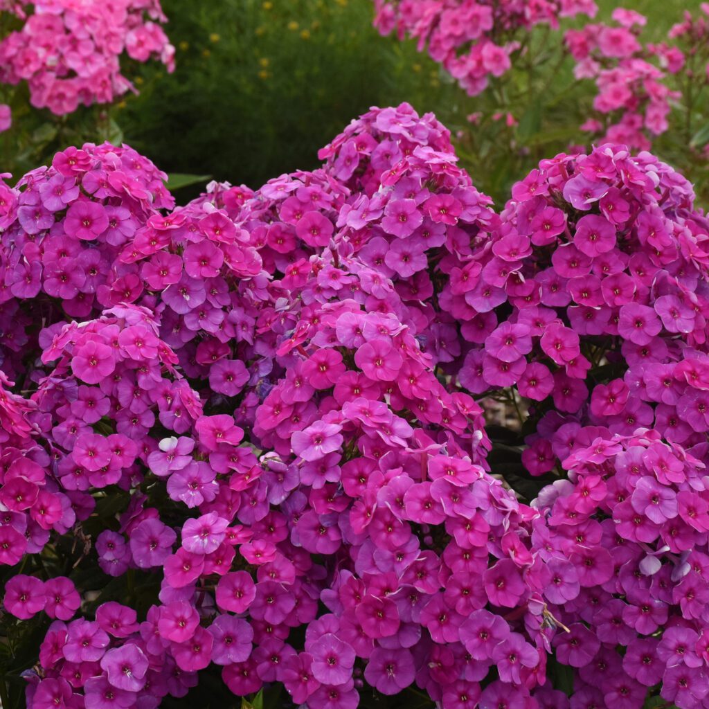 GARDEN GIRLS® 'Material Girl' Phlox