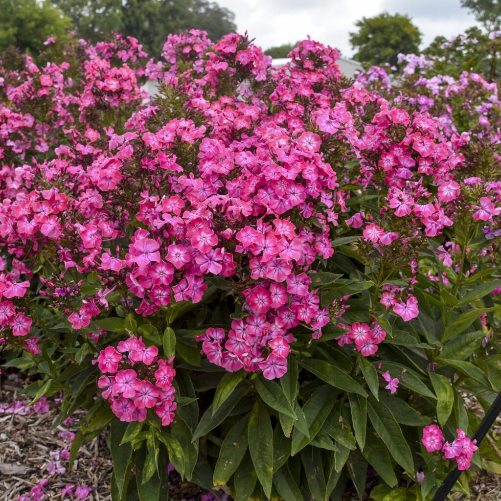 LUMINARY® ‘Pink Lightning’ Phlox
