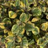 FANCIFILLERS™ Guacamole Plectranthus - Image 3