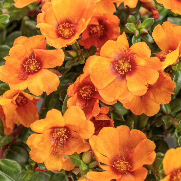 Mojave® Mango Portulaca