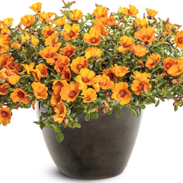 Mojave® Mango Portulaca