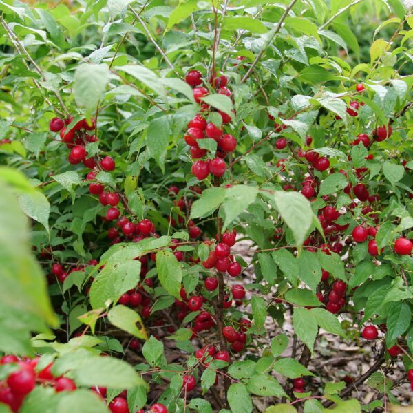 EASY AS PIE™ Prunus