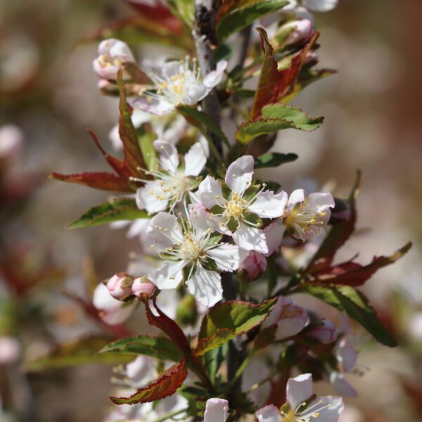 EASY AS PIE™ Prunus