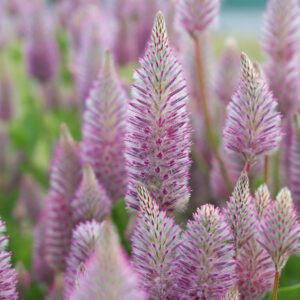 Ptilotus