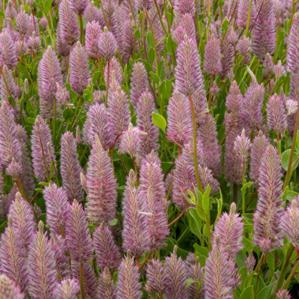 Matilda Ptilotus