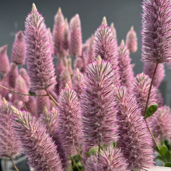 Matilda Ptilotus