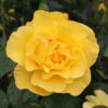 Reminiscent® Yellow Rosa