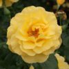 Reminiscent® Yellow Rosa - Image 2