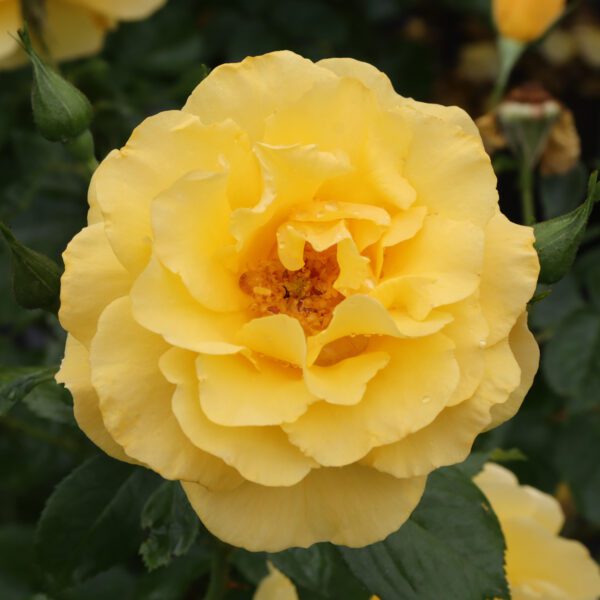 Reminiscent® Yellow Rosa - Image 2