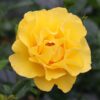 Reminiscent Yellow Rose