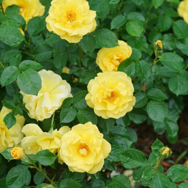 Reminiscent® Yellow Rosa - Image 4