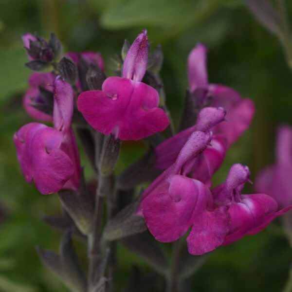 ARCTIC BLAZE® 'Purple' Salvia
