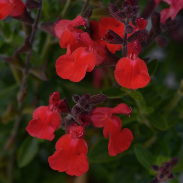 ARCTIC BLAZE® 'Red' Salvia